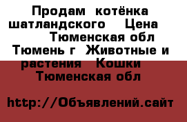 Продам  котёнка шатландского  › Цена ­ 3 000 - Тюменская обл., Тюмень г. Животные и растения » Кошки   . Тюменская обл.